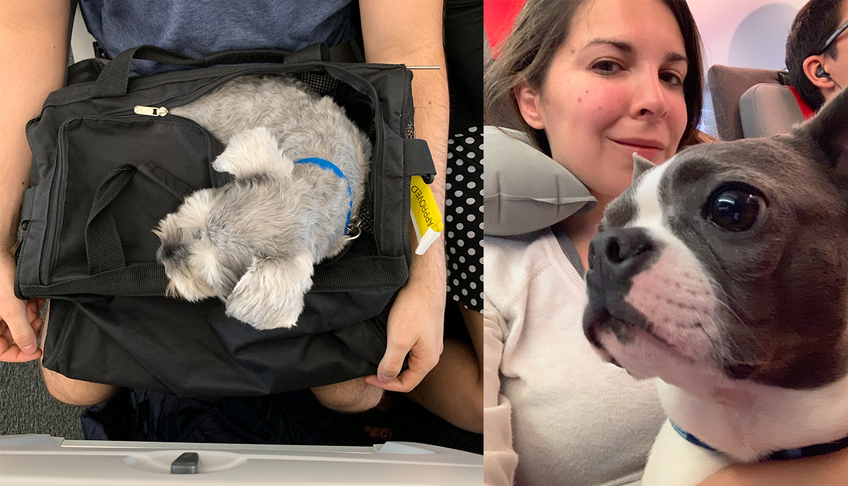 Cómo viajar con tu perro en la cabina del avión