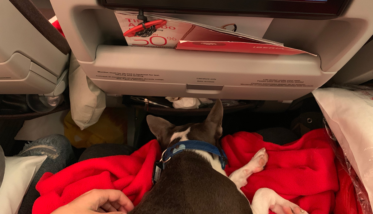 Cómo viajar con tu perro en la del avión – Ceci de